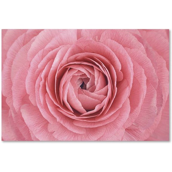 Trademark Fine Art 'Pink Persian Buttercup Flower' Canvas Art by Cora Niele