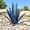 Dark Blue, variant on WNEXOPE Tequila Rustic Sculpture, DIY Metal Agave Plant Home Decor, Home Yard Stakes Lawn Ornaments