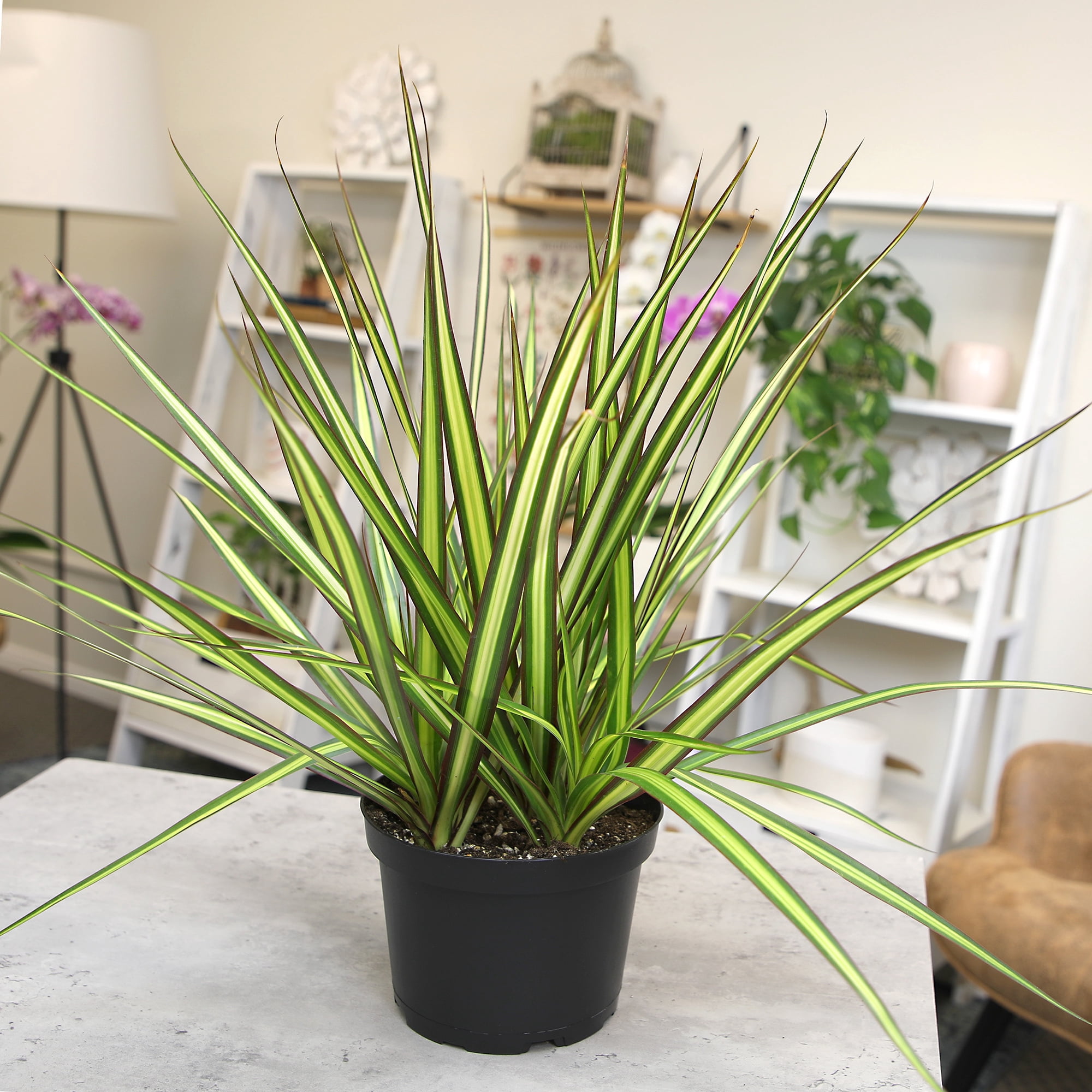 Dracaena 'Sunray' Dragon Tree | 6in. Grow Pot; Filtered Sunlight | Expert Gardener by Altman Plants