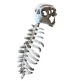 thumbnail image 2 of Dinosaur Skeleton Halloween Costume Plush s Sets, Fun Skeleton Dinosaur Costume Dress-up Fossil Jumpsuit, Christmas Birthday Gifts, Gray, S, 2 of 7