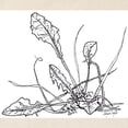 thumbnail image 2 of CafePress - Dandelion Tote Bag - Unisex Canvas Tote Bag, Beige, 1-Piece, 2 of 6