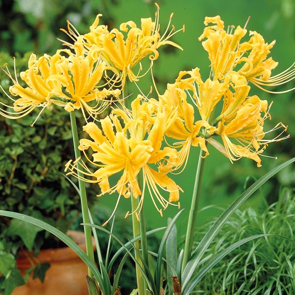 Van Zyverden Lycoris Aurea Set of 3 Bulbs Yellow Full Sun Perennial Fragrant 1 lb