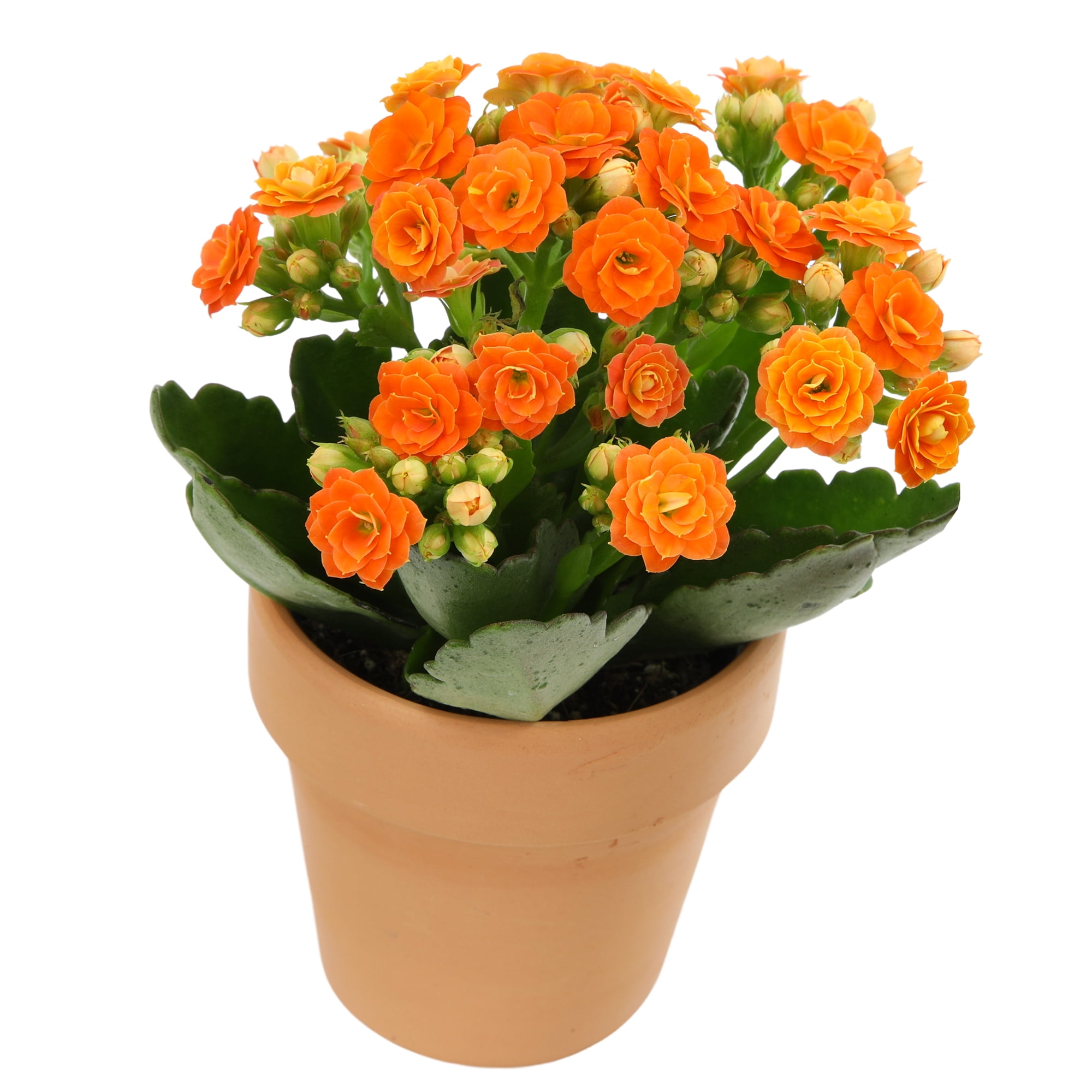 Blooming Kalanchoe Décor | 3 Live Succulent Plants in 2.5" Clay Planters | Element by Altman Plants