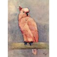 thumbnail image 2 of Illustration, Clicko The Pink Cockatoo Poster Print By Mary Evans Picture Library (24 X 36), 2 of 4