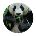thumbnail image 4 of WYYP Panda Bear Round Table Cover 100% Polyester Fiber Tablecloth White, 4 of 8