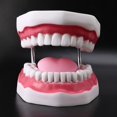 thumbnail image 3 of Modelo de dientes humanos Yuxing 6 veces con cepillo de dientes color rosa carne, 3 of 5