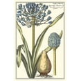 thumbnail image 2 of Vision Studio 17x24 Black Ornate Wood Framed with Double Matting Museum Art Print Titled - Botanical Beauty II, 2 of 4