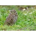 thumbnail image 2 of Pryor, Maresa 24x18 White Modern Wood Framed Museum Art Print Titled - Burrowing owl-Athene cunicularia-Florida, 2 of 4