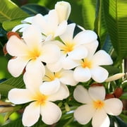 Hawaiian White Plumeria Plant Cutting Discount Hawaiian Gifts
