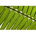 thumbnail image 2 of Kaveney, Wendy 32x23 White Modern Wood Framed Museum Art Print Titled - French Polynesia, Society Islands, Moorea Fern, 2 of 4
