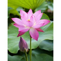 Purple Lotus Flower Photography Canvas Art 40 x 30