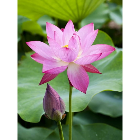 Purple Lotus Flower Photography Canvas Art 40 x 30