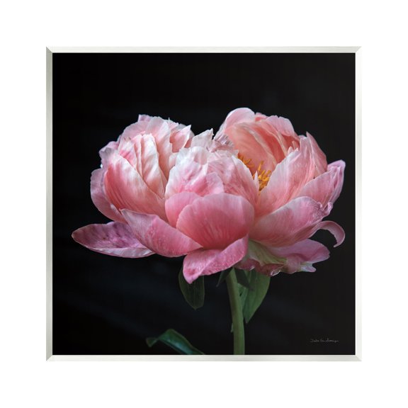 Stupell Industries Blooming Rose on Black Botanical & Floral Photography Unframed Art Print Wall Art, 12 x 12