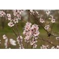 thumbnail image 2 of Direct Gardening 1 Gal. Pot, Purple Leaf Sand Cherry Cistena Plum Potted Flowering Shrub, 2 of 6