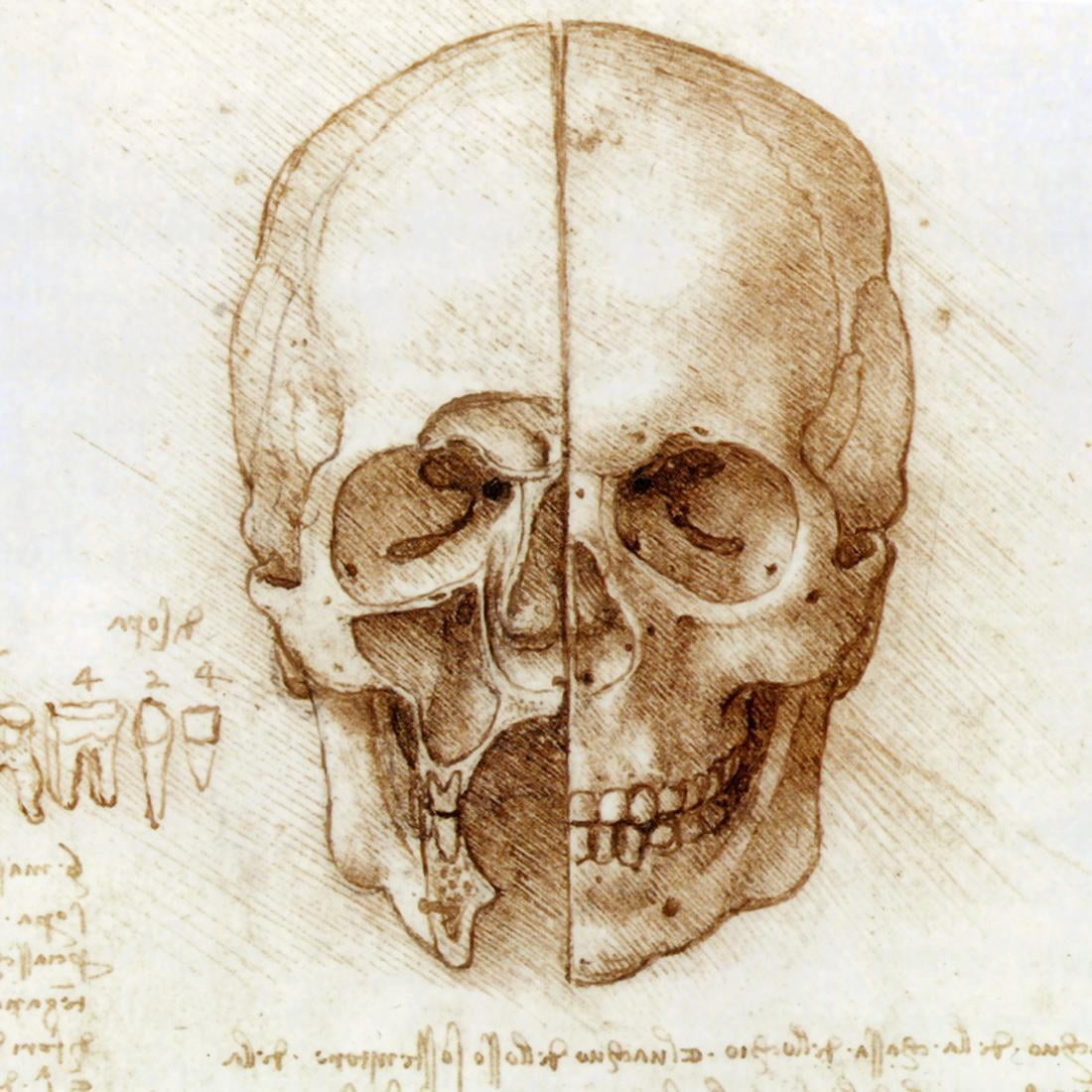 leonardo da vinci drawings of anatomy
