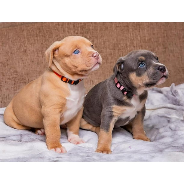 Newborn puppy top collars walmart
