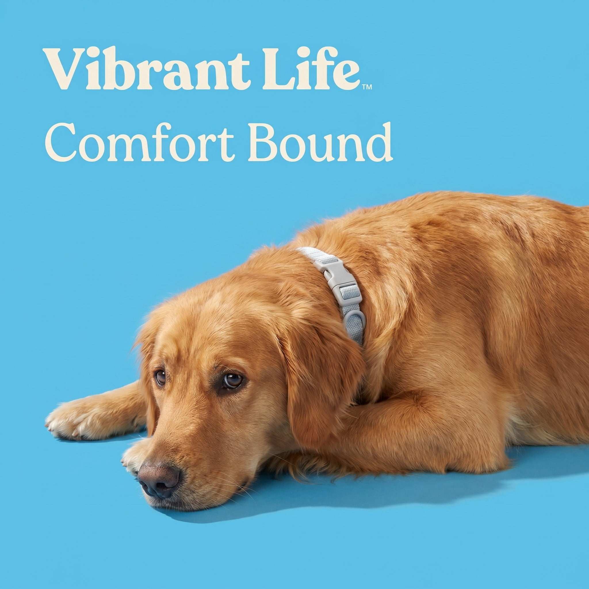 Vibrant Life Neoprene Cushioned Adjustable Dog Collar, Gray, L