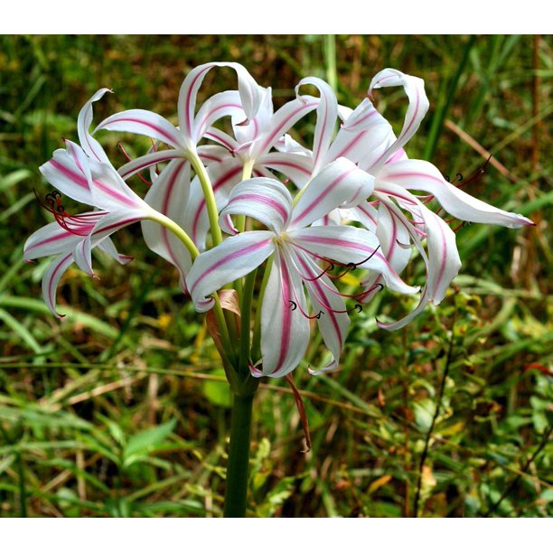 Striped Lily Flowers White Pink Stripes Lilies20 Inch By 30 Inch