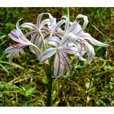 - LAMINATED POSTER Striped Lily Flowers White Pink Stripes Lilies Poster 24x16 Adhesive Decal