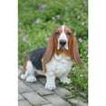 thumbnail image 2 of Hi Line Gift Ltd Dog Basset Hound Large Statue, 2 of 5