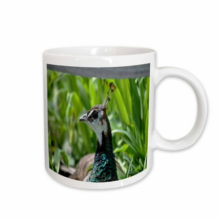 

3dRose Peahen resting in the sunshine - Ceramic Mug 15oz (mug_314273_2)