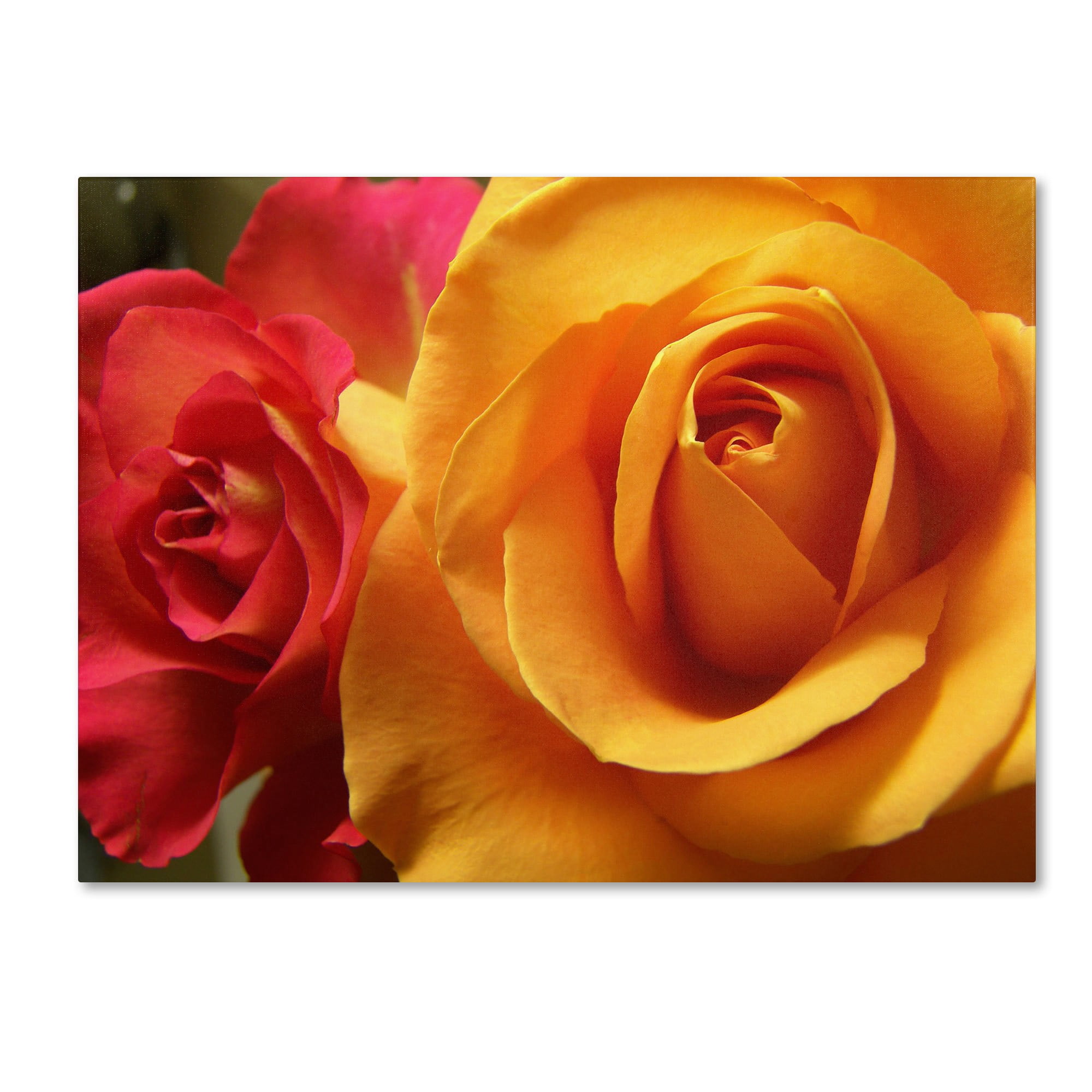 Trademark Fine Art "Ideal Balance" Canvas Art by Monica Fleet