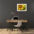 thumbnail image 3 of Fitzharris, Tim 18x14 White Modern Wood Framed Museum Art Print Titled - Sunflowers, 3 of 4
