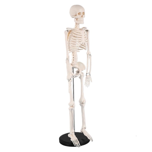 Ywmsfl Human Skeleton Model for Anatomy 85cm Anatomical Human Skeleton Model Movable Arms and Legs for Hospital Education Use