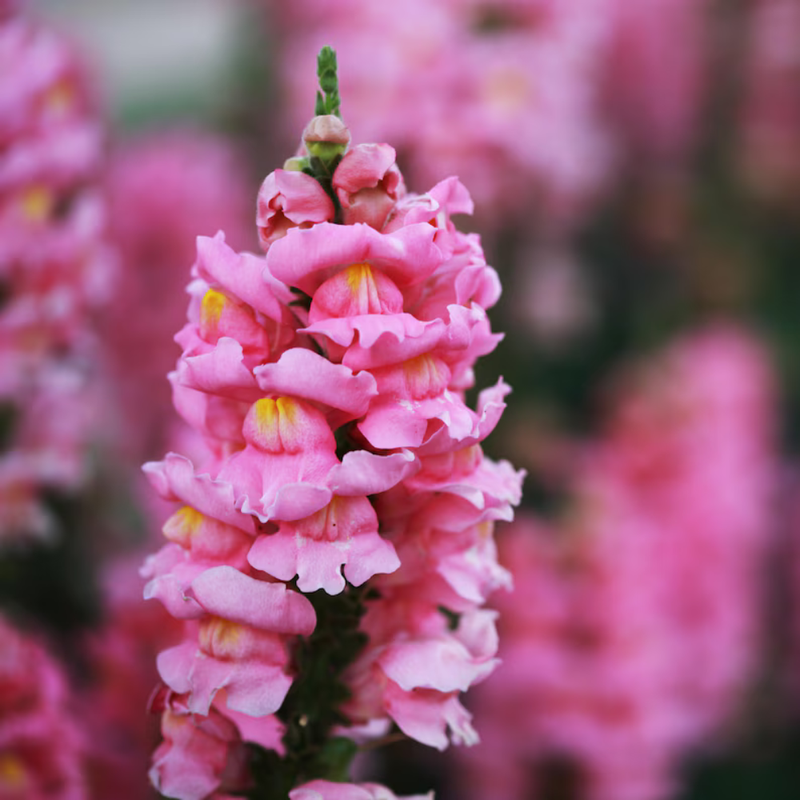 30 Pink Rocket Snapdragons Seeds, Cold Resistant