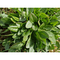 thumbnail image 2 of TomorrowSeeds - Large Leaf Sorrel Seeds - 18,000+ Count - For 2026 Planting Non-GMO Heirloom Herbs, 2 of 10