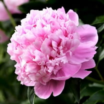 Easy to Grow Peony Monsieur Jules Elie 1 Plant Root Division, Spring Zones 3-8