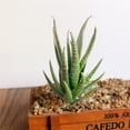 thumbnail image 4 of Cheers 1Pc Artificial Aloes Simulation Plants Bonsai Tabletop Hotel Home DIY Decoration, 4 of 7