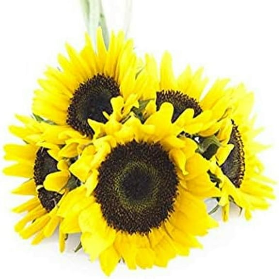 KaBloom : Bouquet of Fresh 5 Yellow Sunflowers in a Glass Vase, Next-Day Delivery