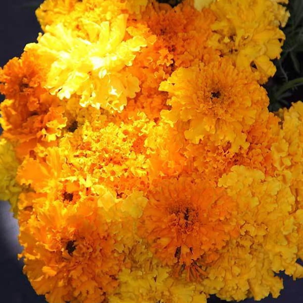 Crackerjack Marigold Seeds 1 4 Lb Bulk 31 750 Seeds Annual Flower Garden Seeds Non Gmo Open Pollinated Walmart Com Walmart Com