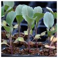 thumbnail image 4 of Everwilde Farms - 500 Danish Ballhead Cabbage Seeds - Gold Vault Jumbo Bulk Seed Packet, 4 of 5