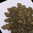 thumbnail image 3 of Hojas prensadas secas reales BLESIY Flores secas prensadas reales, 3 of 8