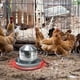 thumbnail image 4 of Fiudx Base para Calentador de Agua para Pollos, Bebedero Calentado de 110 V para Aves de Corral, Conductividad Térmica Eficiente, Fácil de Usar con Bebederos Metálicos, Protección Invernal para Galli, 4 of 6