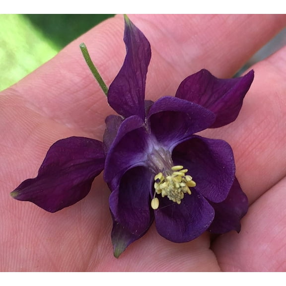 Sherwood's 100 Deep Purple Columbine Seeds, Perennial Premium Flower