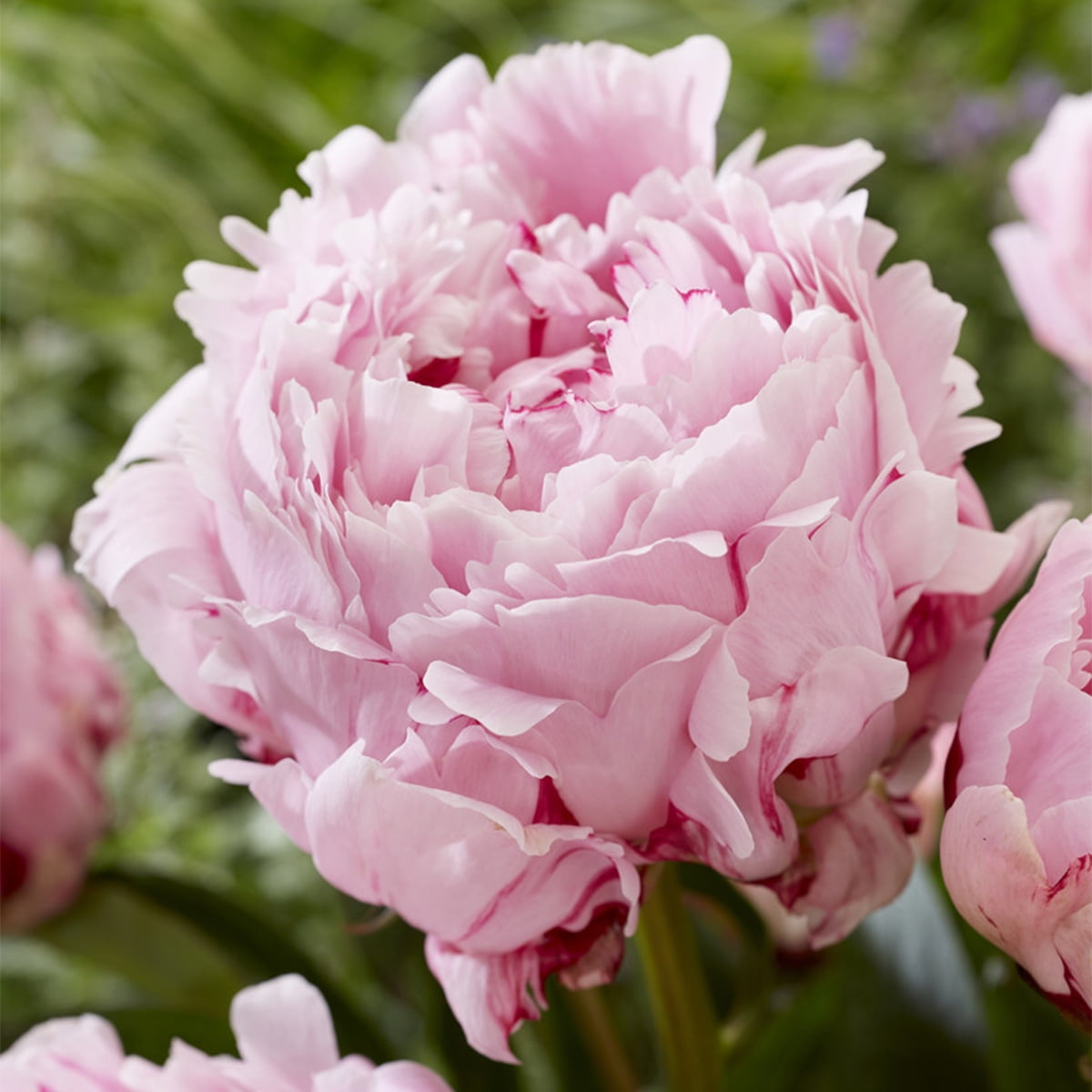 Van Zyverden Peonies Sarah Bernhardt Set Of 5 Economy Sized Plant Roots Pink Part Sun Walmart Com