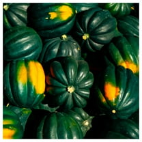 Everwilde Farms - 1 lb Table Queen Acorn Winter Squash Seeds - Gold Vault Bulk Seed Packet
