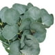 thumbnail image 5 of Hojas de eucalipto artificiales Advancent 20 piezas decoración verde, 5 of 6