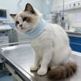 thumbnail image 3 of Collier de Support pour Chat Réglable Doux pour Chiots Petits à Moyens Promenades Extérieures Jardin Arrière-Cour, 3 of 8