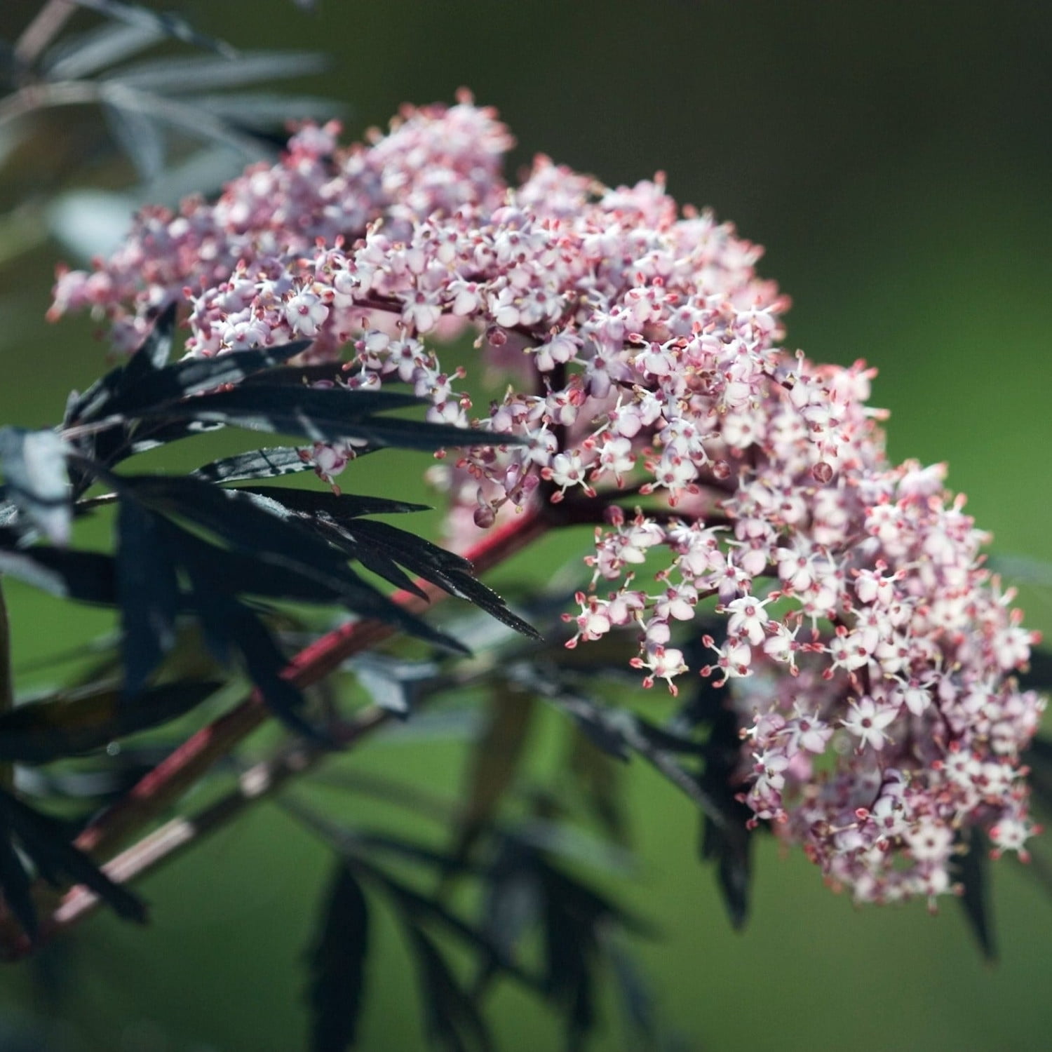 Proven Winners ColorChoice 5" Pink Black Lace Elderberry Live Plant in 4.5" Pot (4 Count)
