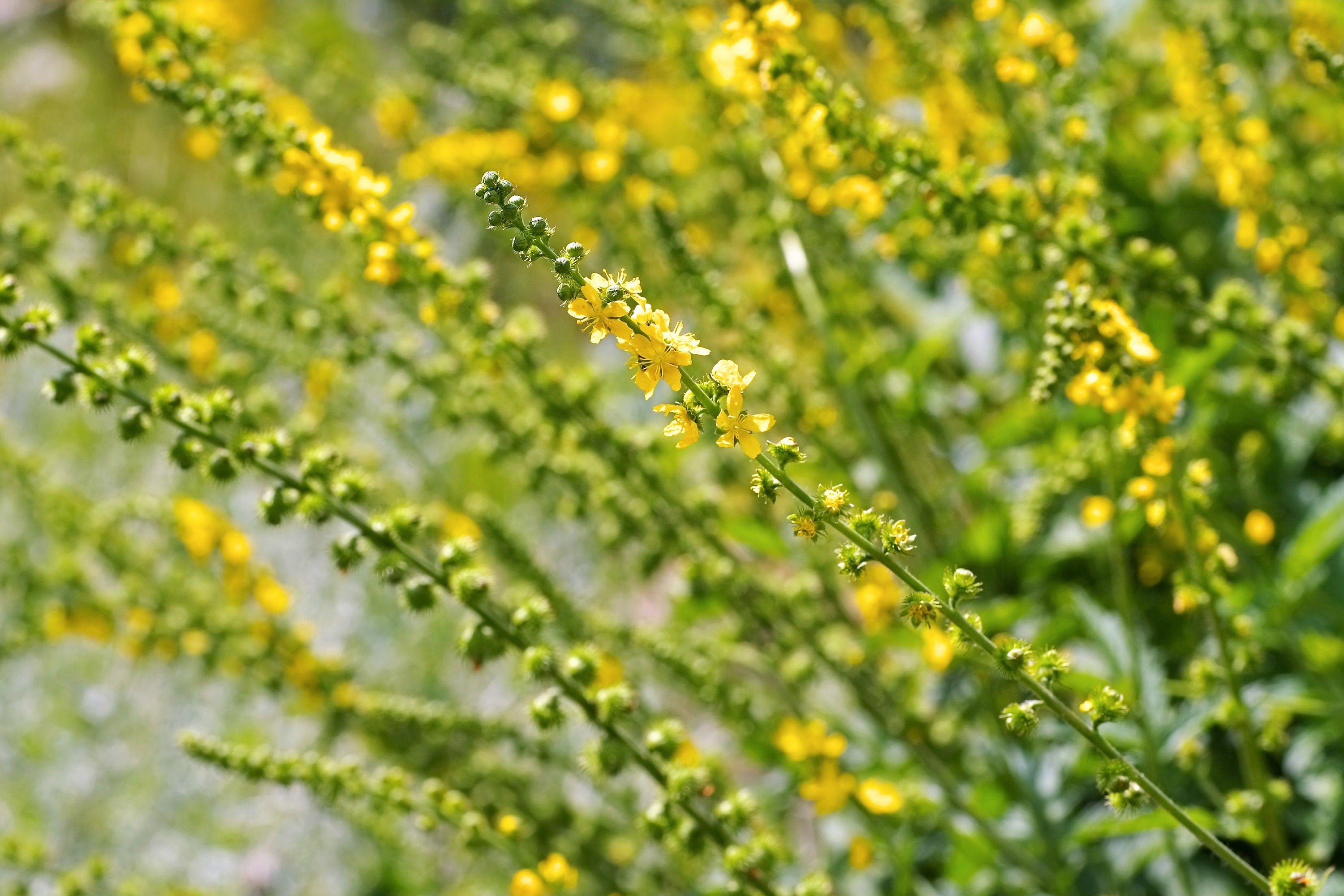 15 CHURCH STEEPLES Agrimonia Eupatoria aka Agrimony or Sticklewort Perennial Herb Yellow Flower Seeds - image 5 of 10