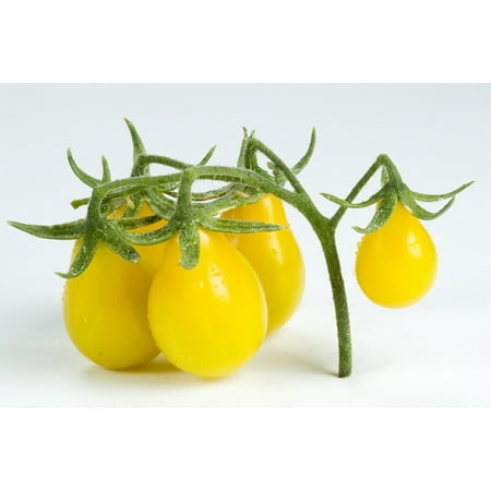 Yellow Pear Tomato Plant - 3.5