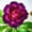 E, variant on Desert Rose, Shade Plant for Gardens-Easy Grow-Low Maintenance-Ideal for Beds Borders, Plant Pots & Planters