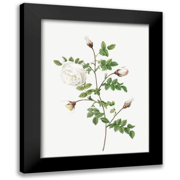 Redoute, Pierre Joseph 12x14 Black Modern Framed Museum Art Print Titled - Silver Flowered Hispid Rose, Rosa hispida argentea
