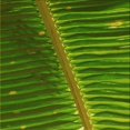 thumbnail image 1 of Ahgly Company Machine Washable Indoor Square Transitional Green Area Rugs, 8' Square, 1 of 7