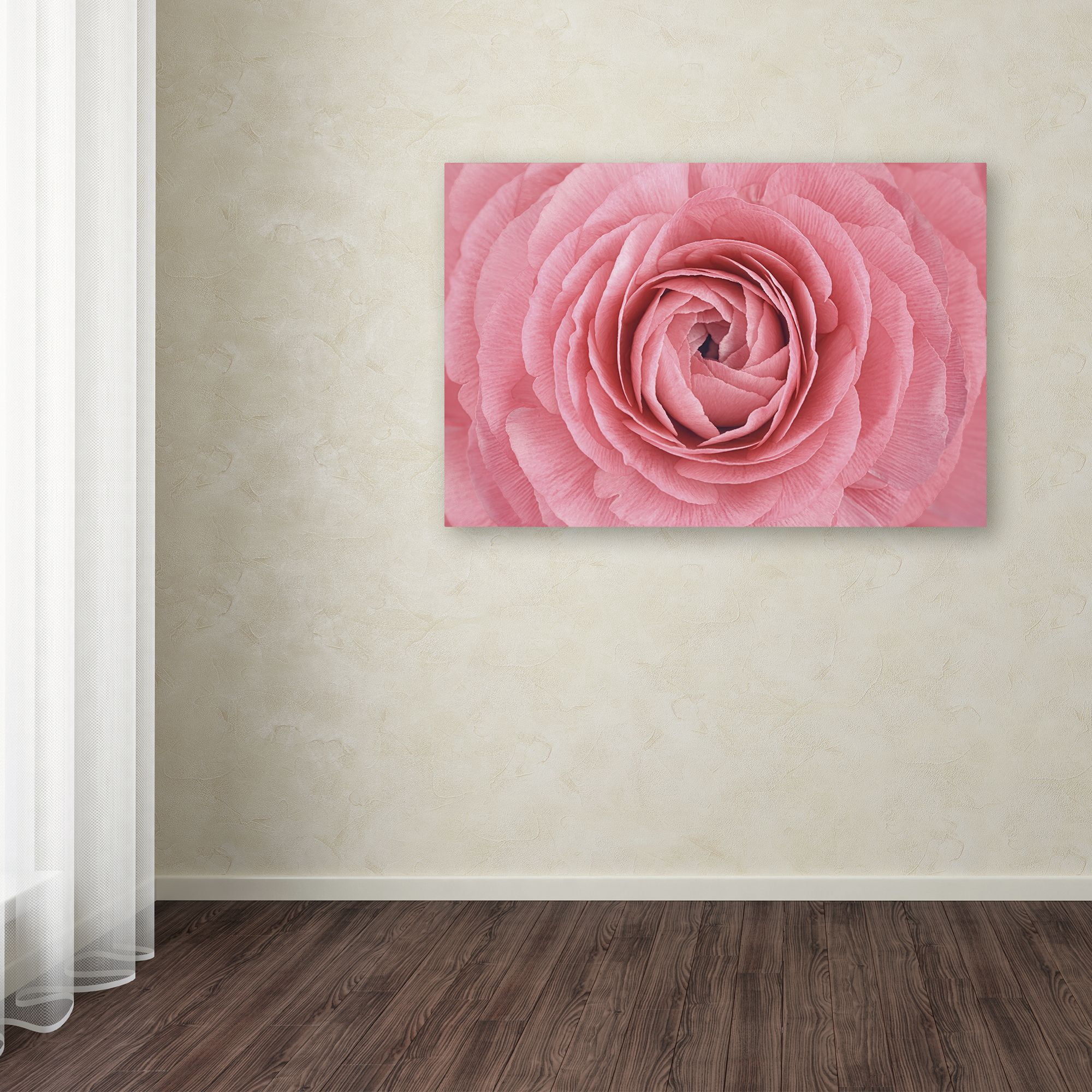 Trademark Fine Art 'Pink Persian Buttercup Flower' Canvas Art by Cora Niele