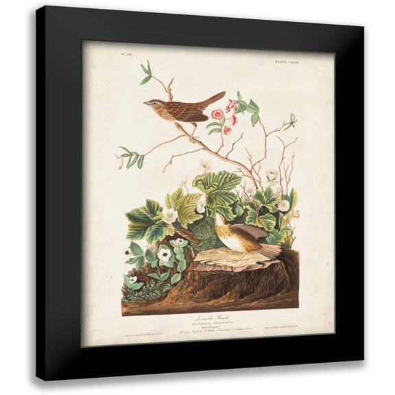 Audubon, John James 12x14 Black Modern Framed Museum Art Print Titled - Pl 193 Lincoln Finch